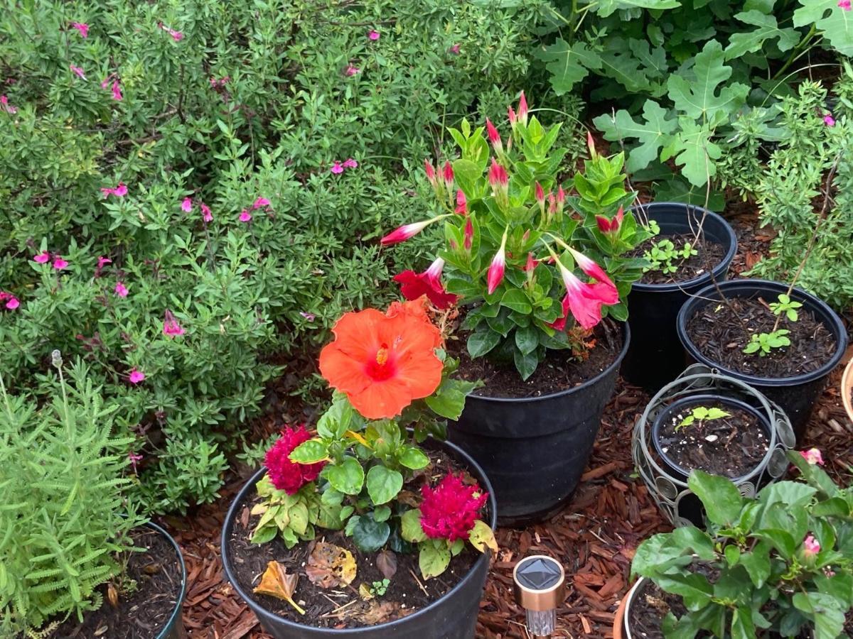 Granbury Gardens Bed And Breakfast Esterno foto